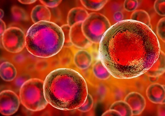 Biomedical engineers have been trying to make blood stem cells in laboratory dishes to solve the problem of donor blood stem cell shortages. Image: Shutterstock