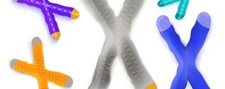 Telomere Theory of Aging