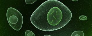 Cell biology