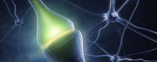 Neurobiology