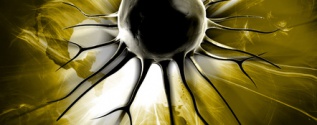 Stem cells